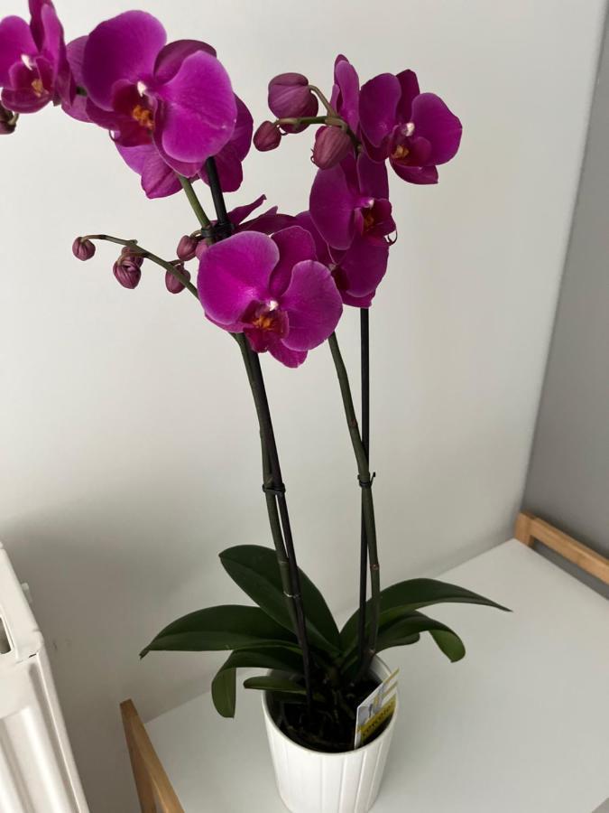 Fofi'S City Center Apartment Kavála ภายนอก รูปภาพ